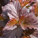 Physocarpe à feuilles d'obier diabolo® / pot de 3l Physocarpe à feuilles d'obier diabolo® / pot de 3l