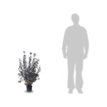 Physocarpe à feuilles d'obier diabolo® / pot de 7, 5l Physocarpe à feuilles d'obier diabolo® / pot de 7, 5l