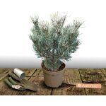 Pin sylvestre nain chantry blue / pot de 5l