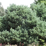 Pin sylvestre nain watereri, pinus / pot de 3l