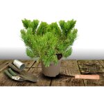 Plantes avenue - pin sylvestre nian globosa viridis / pot de 5l