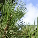 P�pini�res naudet ? pin sylvestre (pinus sylvestris) ? conif�re r�sistant aux climats froids ? croissance ...