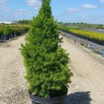 Pinette blanche conica / pot de 3l Pinette blanche conica / pot de 3l