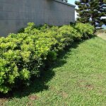 Pittosporum de chine ? arbuste � feuilles persistantes 3l ? feuillage dense et coriace ? parfum d�licat ...