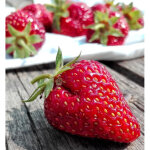 Plant de fraisier mariguette� 'marionnet 99' / barquette de 6 godets