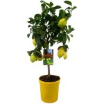 Citronnier - citrus limon - hauteur 60 - 70cm - ?19cm Citronnier - citrus limon - hauteur 60 - 70cm - ?19cm