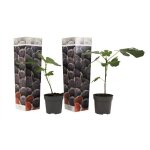 Plant in a box - figuier de barbarie - set de 2 - ficus carica 'brown turkey' - h25 - 40cm - ?9cm
