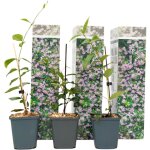 Plant in a box - jasmin étoilé - set de 3 - trachelospermum jasminoides - hauteur 25 - 40cm - ?9cm Plant in a box - jasmin étoilé - set de 3 - trachelospermum jasminoides - hauteur 25 - 40cm - ?9cm