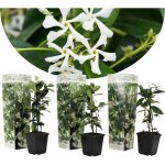 Plant in a box - jasmin étoilé - set de 3 - trachelospermum jasminoides - hauteur 25 - 40cm - ?9cm Plant in a box - jasmin étoilé - set de 3 - trachelospermum jasminoides - hauteur 25 - 40cm - ?9cm