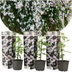 Plant in a box - jasmin étoilé - set de 3 - trachelospermum jasminoides - hauteur 25 - 40cm - ?9cm Plant in a box - jasmin étoilé - set de 3 - trachelospermum jasminoides - hauteur 25 - 40cm - ?9cm