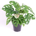 Plant in a box - plante � trous - monstera adansonii 'monkey mask' - hauteur 25 - 30cm - ?12cm