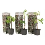Plant in a box - vigne vierge - set de 3 - parthenocissus quinquefolia - hauteur 25 - 40cm - ?9cm