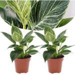 Plant in a box - plante verte - set de 2 - philodendron 'white wave' - hauteur 25 - 40cm - ?12cm