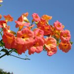 Bignone grandiflora / pot de 1l