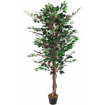 Plante d�co 160 cm - mod�le : ficus