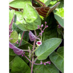 Plante fromage mini - motte � 3 / 4 cm (par 2)