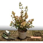 Hortensia paniculata silver dollar / pot de 7, 5l Hortensia paniculata silver dollar / pot de 7, 5l