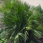 Plantes avenue - palmier nain vulcano / pot de 15l Plantes avenue - palmier nain vulcano / pot de 15l