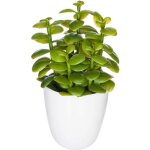 Plante succulente & cactus h18cm atmosphera cr�ateur d'int�rieur