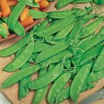 Pois mange - tout 150 pcs ? jardin ? vari�t� gousses plates