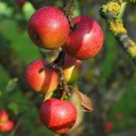 P�pini�res naudet ? pommier 'belle de boskoop' ? arbre fruitier rustique r�sistant au gel jusqu'� - 15�c ...