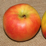 Pommier jonagold / pot de 15l