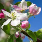 Pommier d'ornement evereste� 'perpetu' / pot de 7, 5l