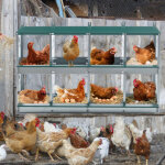 Pondoir poules 8 cases acier galvanis� mural collecte roulante ?ufs vert 108x41x67 cm