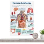 Posters d'anatomie pour mur 16 planches du syst�me nerveux planches