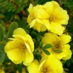 Potentille arbustive double punch gold 'minjau03' / pot de 1, 5l