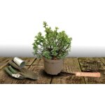 Potentille arbustive goldfinger / pot de 3l