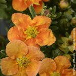 Potentille arbustive orang'issima�, potentilla / pot de 7, 5l