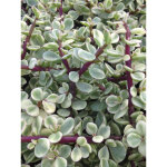 Pourprier en arbre 'variegata' pot de 12 cm / 13 cm