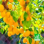 P�pini�res naudet ? prunier 'sainte catherine' bio ? arbre fruitier rustique ? prunes jaunes sucr�es ...