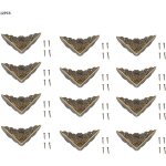 Qiyao - 12 pièces bronze coin protecteur vintage meubles décoratifs coin pour boîtier en bois bijoux ... Qiyao - 12 pièces bronze coin protecteur vintage meubles décoratifs coin pour boîtier en bois bijoux ...
