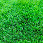 Ray - grass ? gazon � croissance rapide ? 500 g ? pelouse