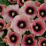 Rose tr�mi�re halo apricot /