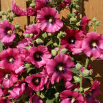 Rose tr�mi�re halo cerise /