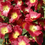 Rose tr�mi�re halo red /