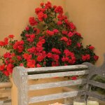Rosier arbustif decorosier� kadora� 'noa 83100 b' / pot de 5l