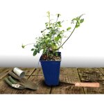 Rosier arbustif decorosier mareva 'noamel' / pot de 2l