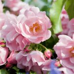 Rosier arbustif decorosier mareva 'noamel' / pot de 5l