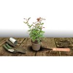 Rosier arbustif the fairy / pot de 3l