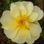 Rosier grimpant mermaid / pot de 1, 5l