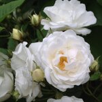 Rosier liane de banks purezza / pot de 3l  fleurs blanche - feuillage caduc - port grimpantpot de 3l ...