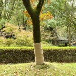 Rouleau de jute 1x15 m 100 % jute 200 g / m� vidaxl