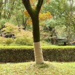 Rouleau de jute 1x5 m 100 % jute 200 g / m� vidaxl