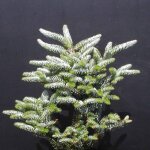 Sapin de core silberlocke / pot de 3l