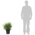 Sauge de graham / pot de 7, 5l