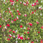 Sauge � petites feuilles hot lips� / pot de 4l